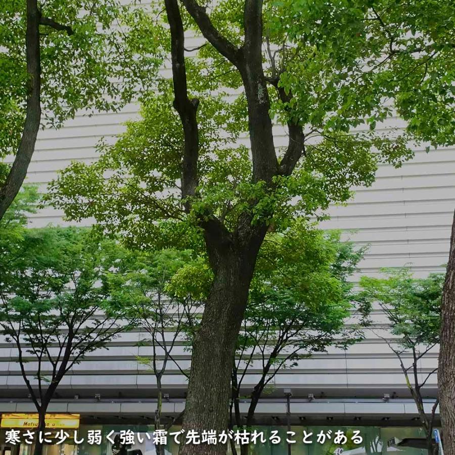 新入荷 クスノキ 1.2m 露地 2本 苗 【2017253109】 (13200円)