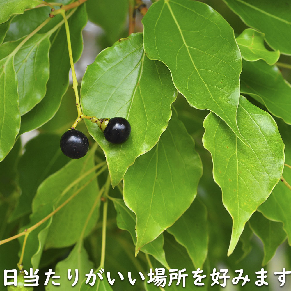 新入荷 クスノキ 1.2m 露地 2本 苗 【2017253109】 (13200円)