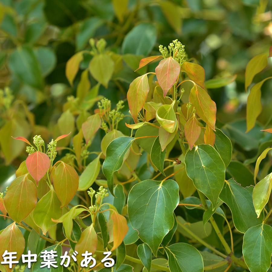 新入荷 クスノキ 1.2m 露地 2本 苗 【2017253109】 (13200円)