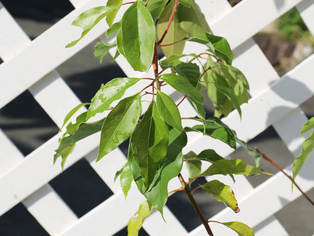 新入荷 クスノキ 1.2m 露地 2本 苗 【2017253109】 (13200円)