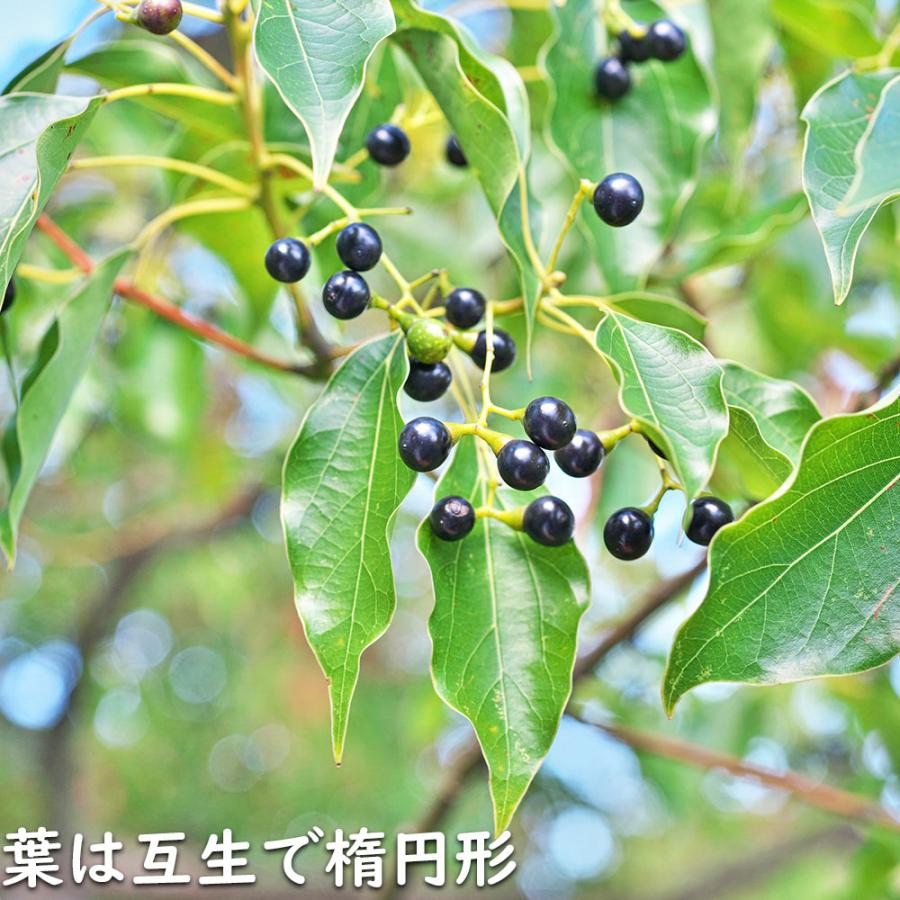 新入荷 クスノキ 1.2m 露地 2本 苗 【2017253109】 (13200円)