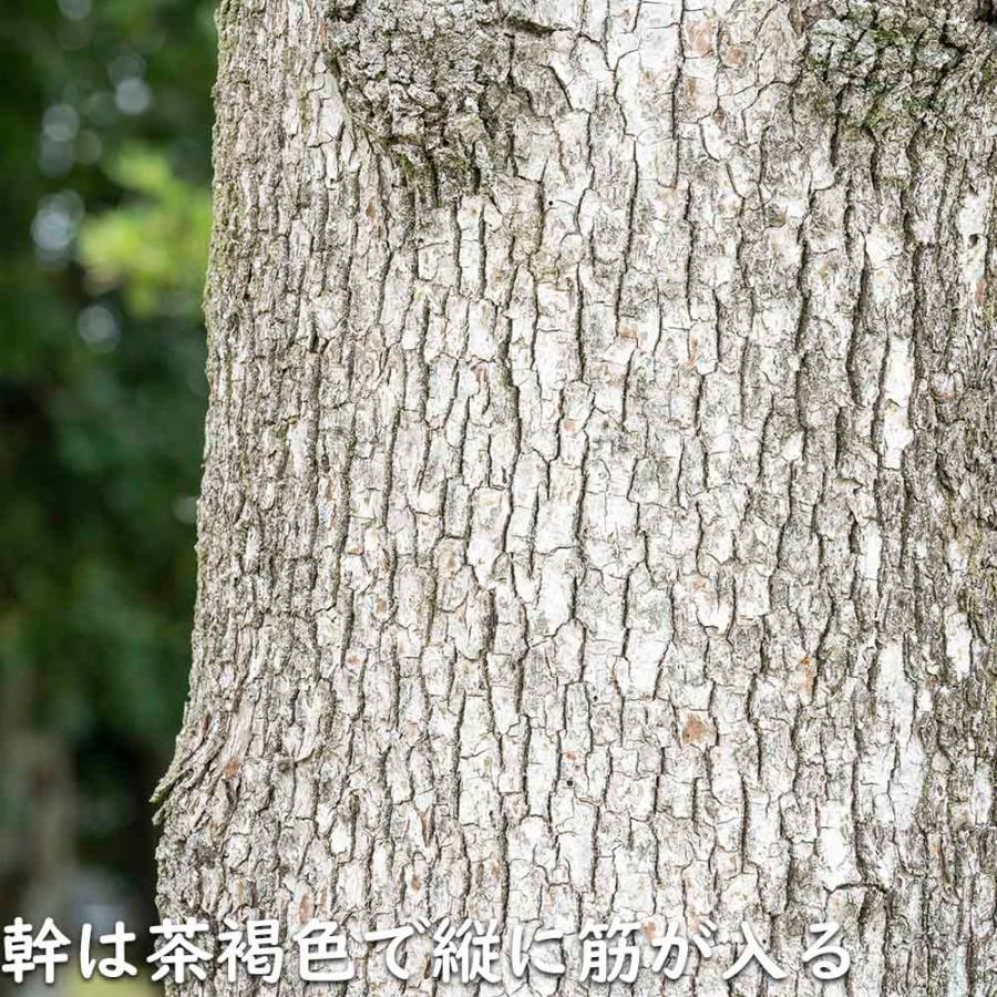 新入荷 クスノキ 1.2m 露地 2本 苗 【2017253109】 (13200円)