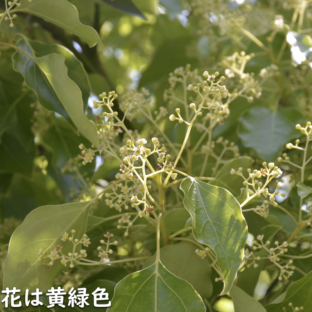 クスノキ 0.5m 10.5cmポット 苗 - 常緑樹