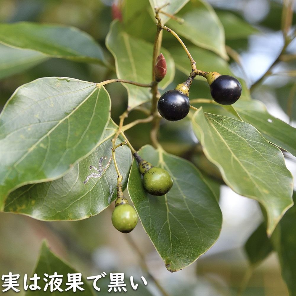 新入荷 クスノキ 1.2m 露地 2本 苗 【2017253109】 (13200円)