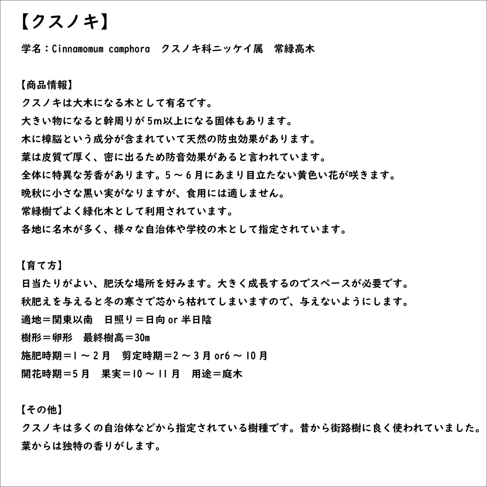 クスノキ 0.5m 10.5cmポット 苗｜green-netbox｜08