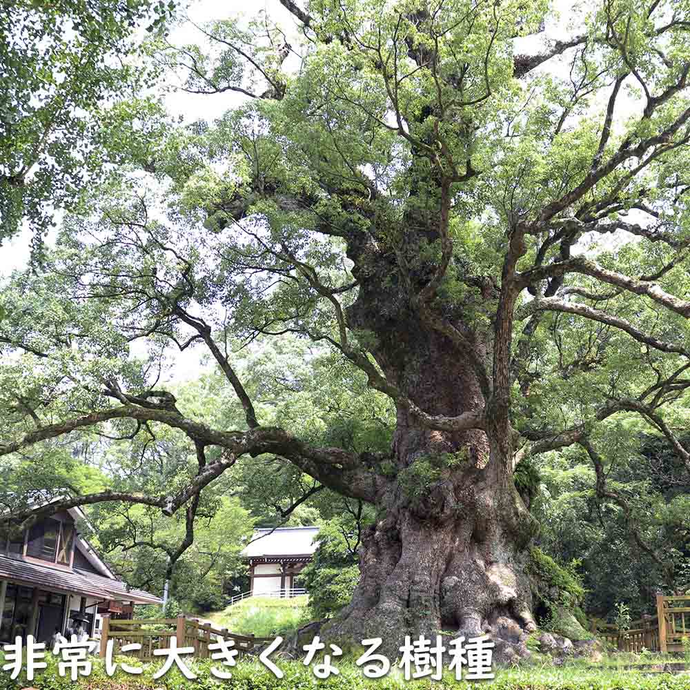 新入荷 クスノキ 1.2m 露地 2本 苗 【2017253109】 (13200円)