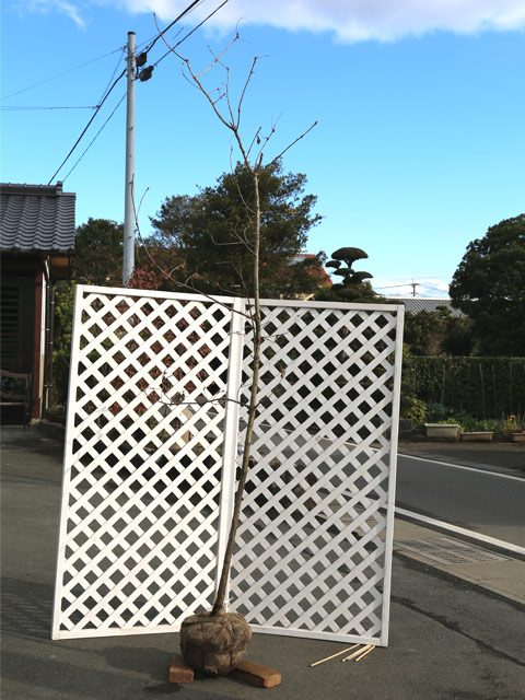 カシワ 単木 2.5m 露地 苗木(13200円)