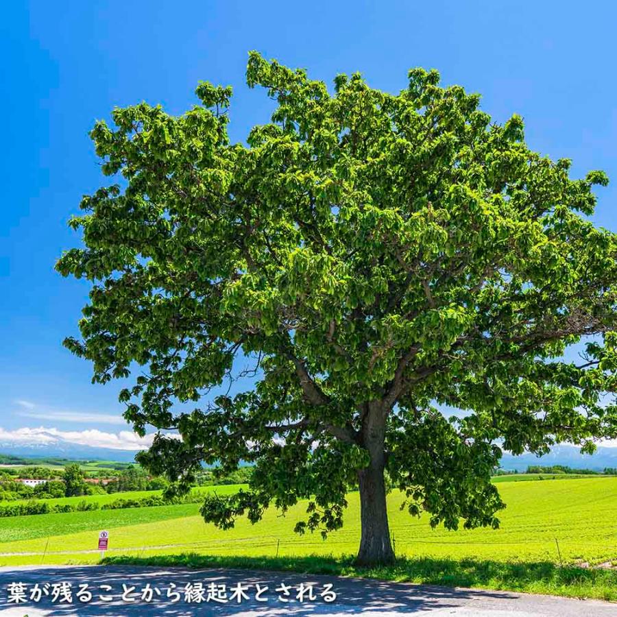 カシワ 単木 2.5m 露地 苗木 KUE2677250536