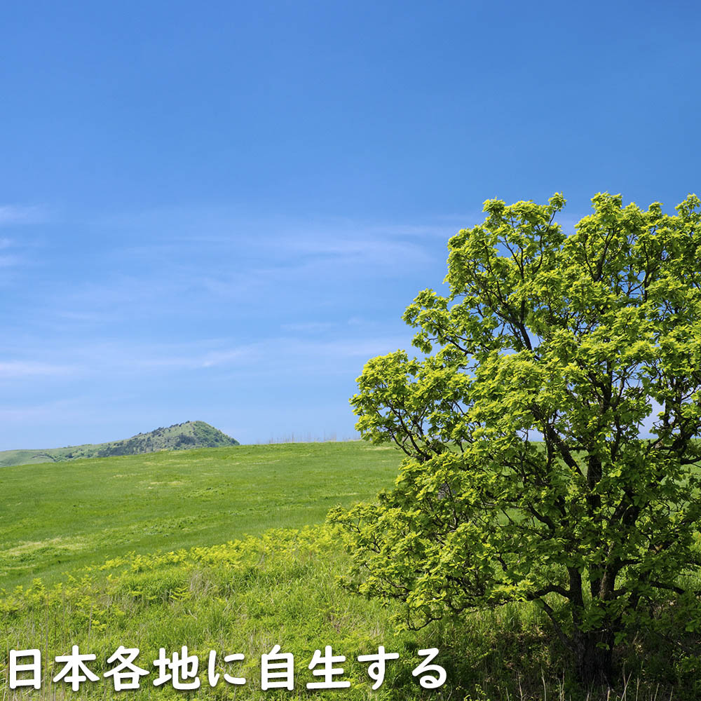 カシワ 0.3m 10.5cmポット 苗｜green-netbox｜12