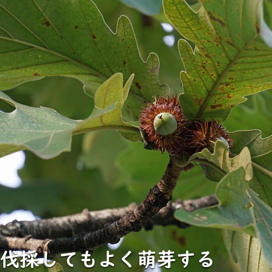 カシワ 単木 2.5m 露地 苗木 KUE2677250536