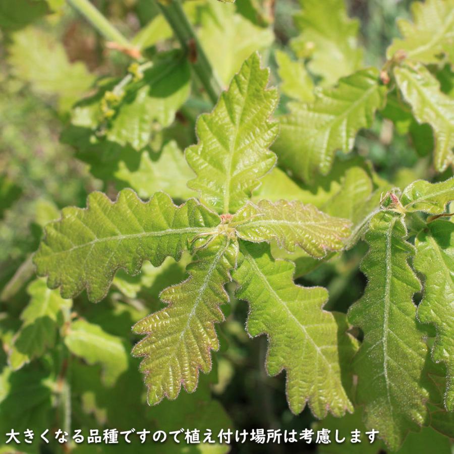 カシワ 単木 2.5m 露地 苗木 KUE2677250536