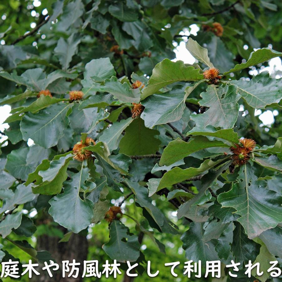 カシワ 単木 2.5m 露地 苗木 KUE2677250536