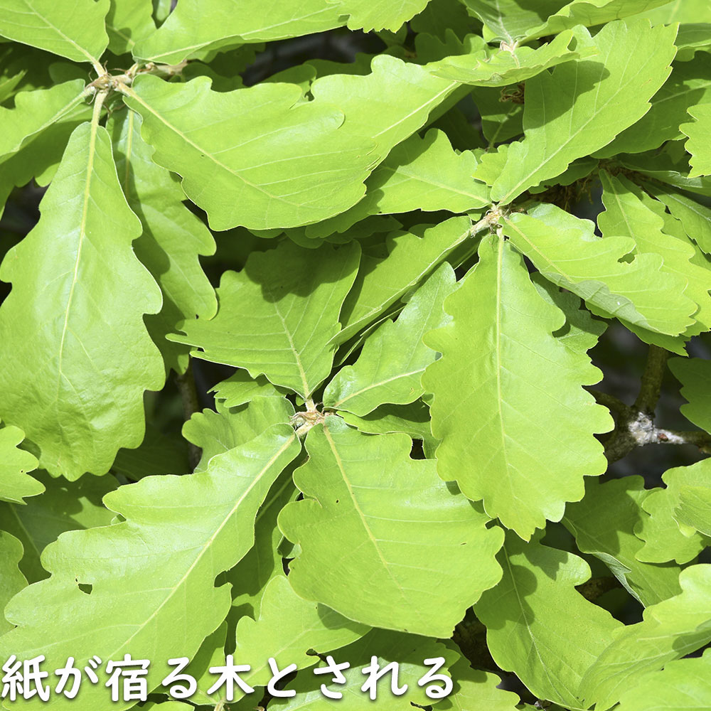 カシワ 単木 2.5m 露地 苗木 KUE2677250536