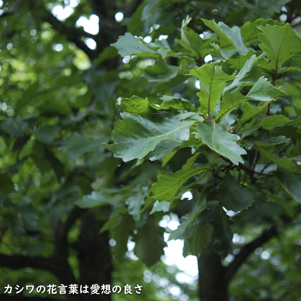 カシワ 単木 2.5m 露地 苗木 KUE2677250536