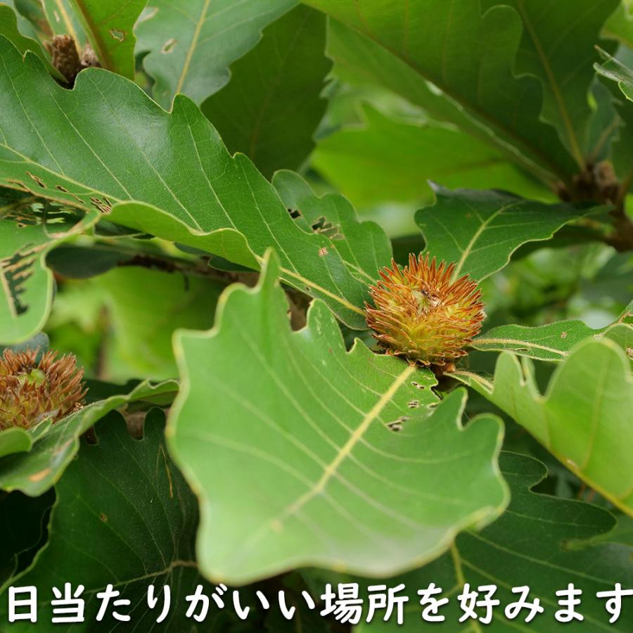 カシワ 単木 2.5m 露地 苗木 KUE2677250536