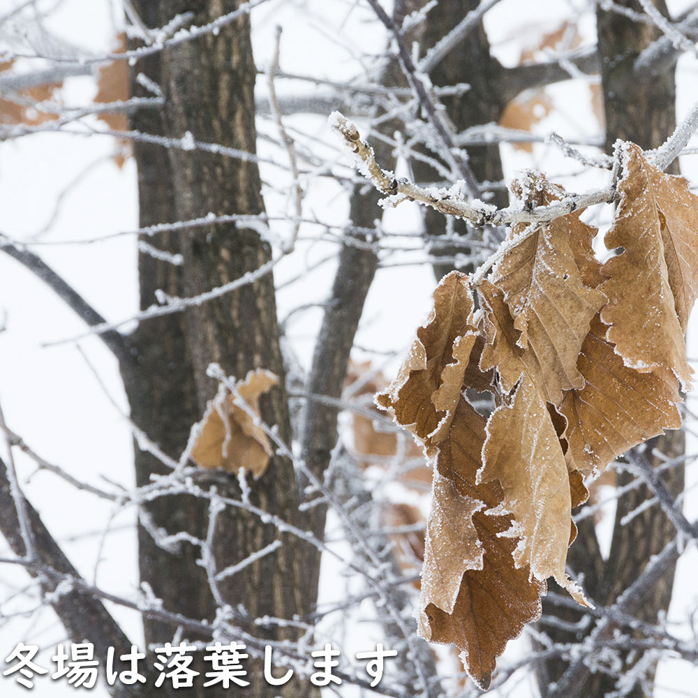 カシワ 単木 2.5m 露地 苗木 KUE2677250536