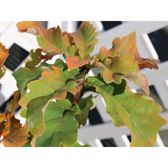 カシワ 単木 2.5m 露地 苗木 KUE2677250536