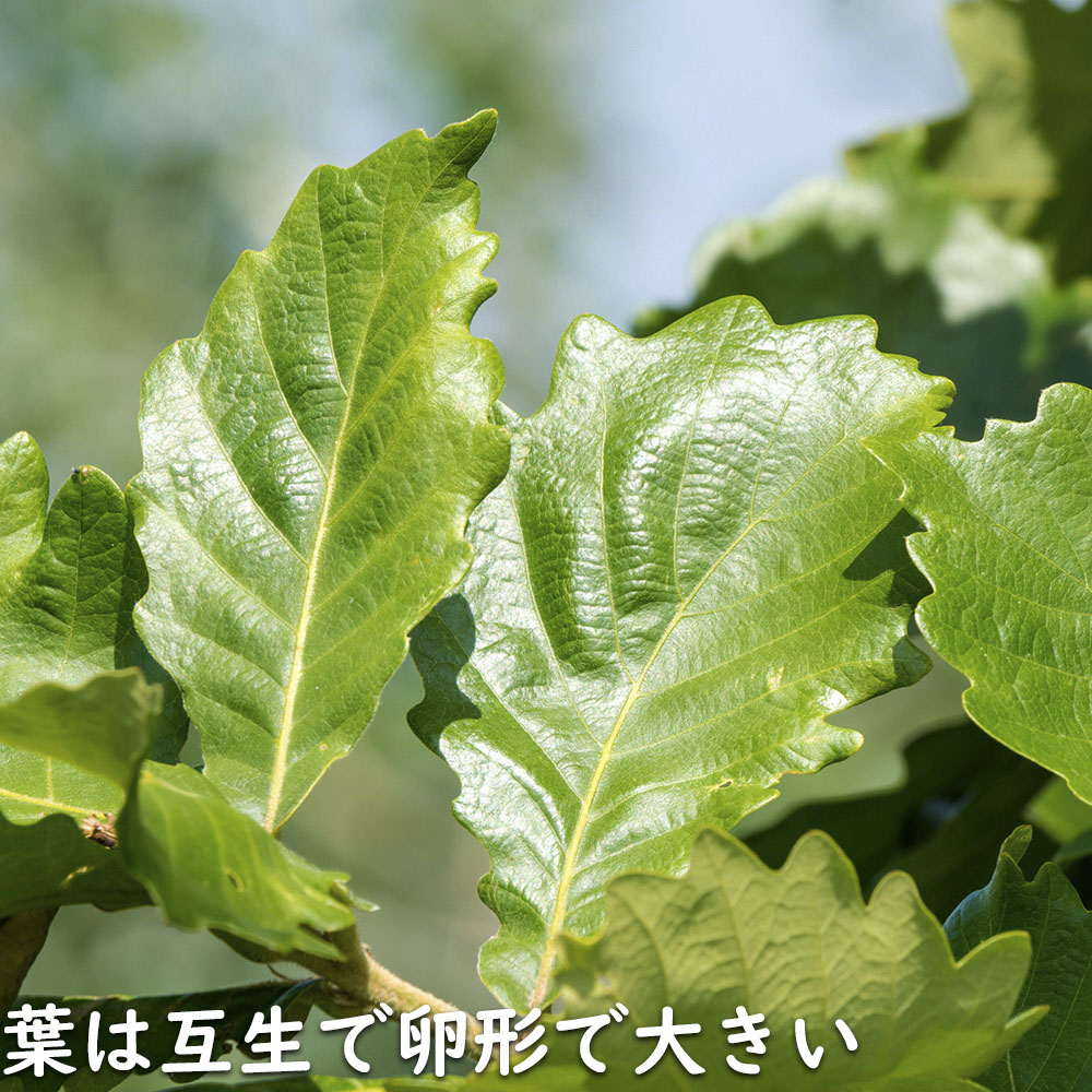 カシワ 単木 2.5m 露地 苗木 KUE2677250536