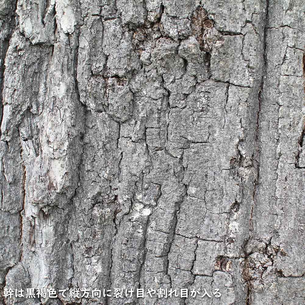 カシワ 単木 2.5m 露地 苗木 KUE2677250536