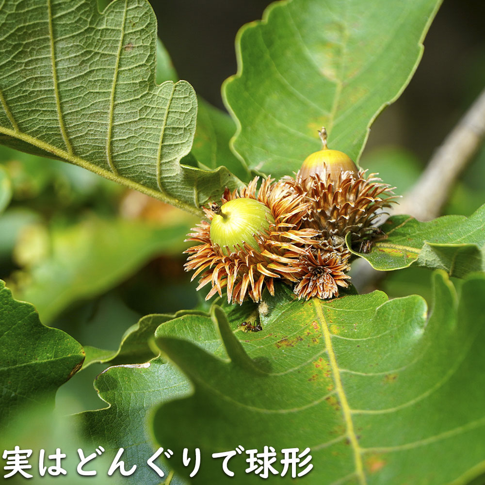 カシワ 単木 2.5m 露地 苗木 KUE2677250536