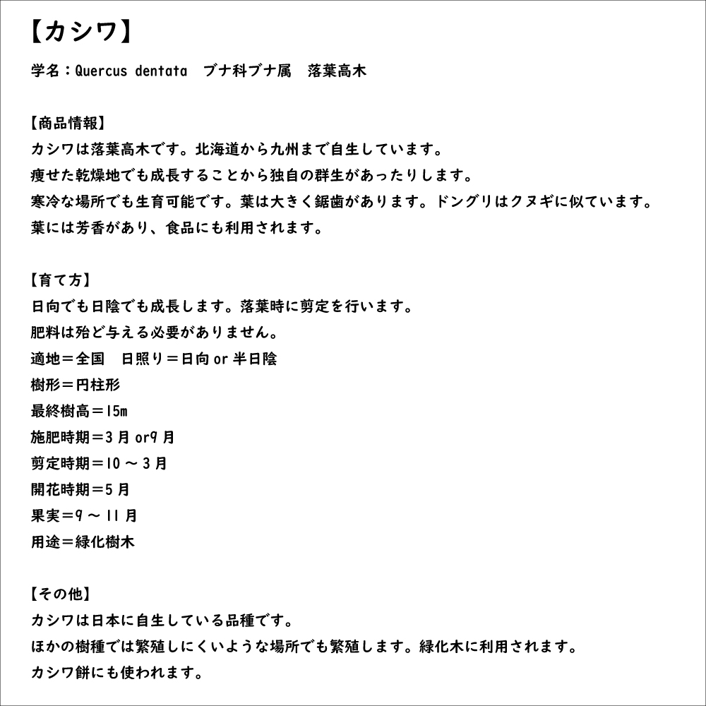 カシワ 0.3m 10.5cmポット 苗｜green-netbox｜08