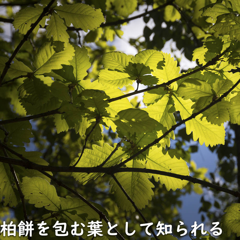 カシワ 単木 2.5m 露地 苗木 KUE2677250536