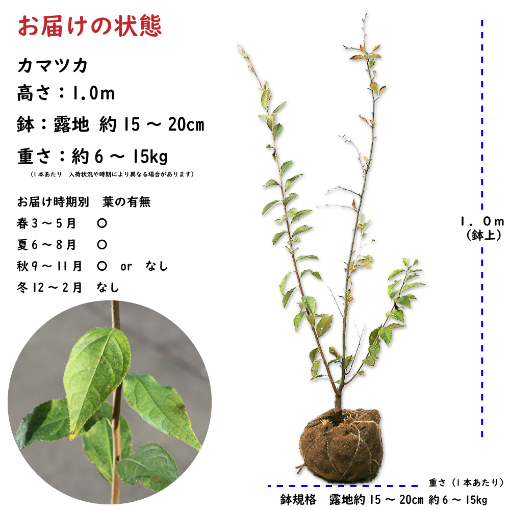 カマツカ（落葉樹の植木、庭木）の商品一覧｜苗木、植木 | 花 