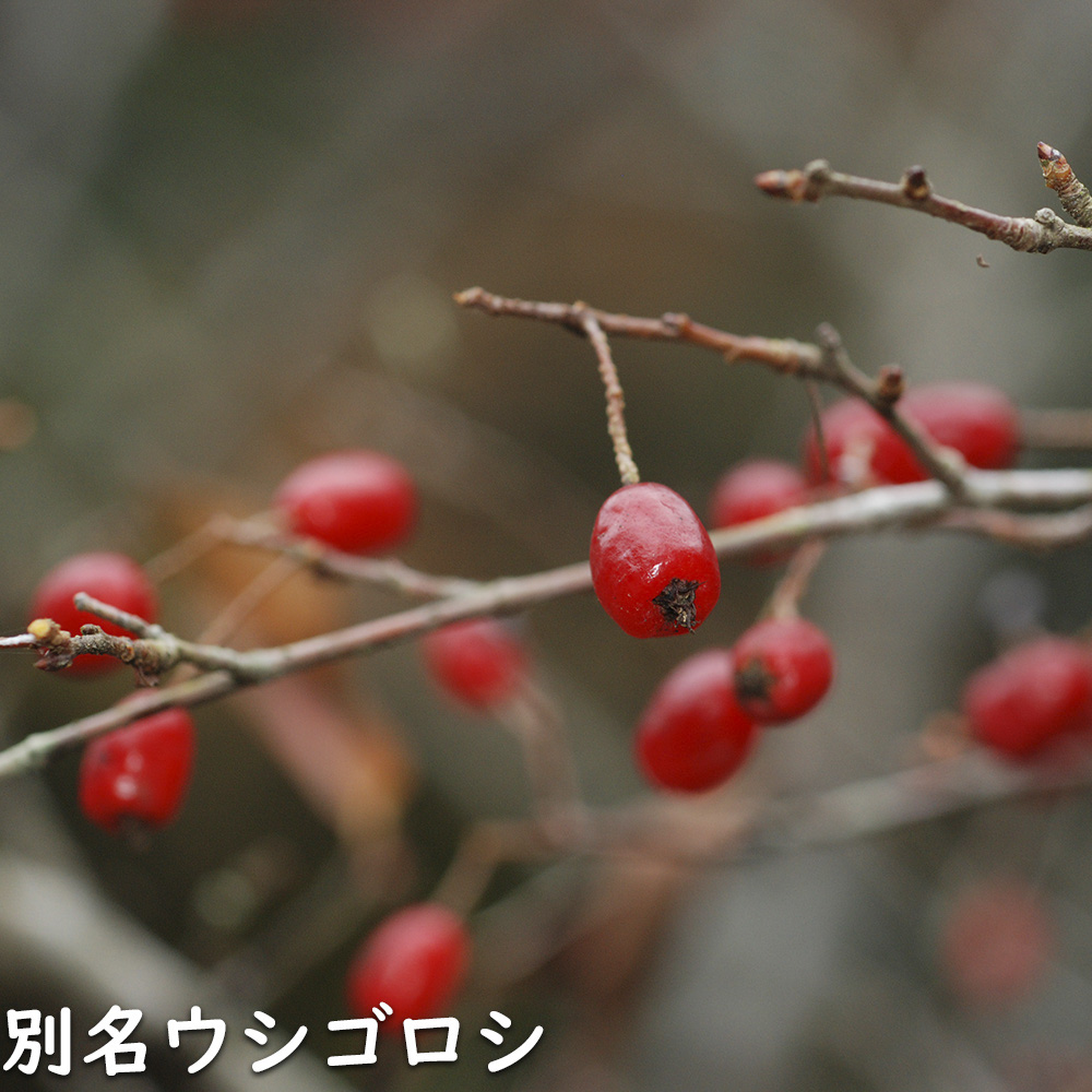 カマツカ 0.4m 10.5cmポット 10本 苗の画像