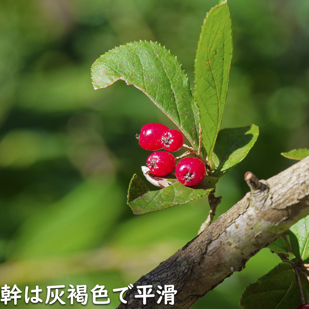 カマツカ 0.4m 10.5cmポット 10本 苗の画像