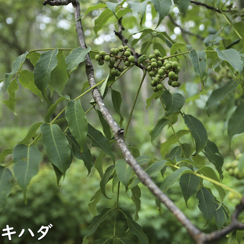 キハダ 1.5m 露地 2本 苗木 JS3284092617