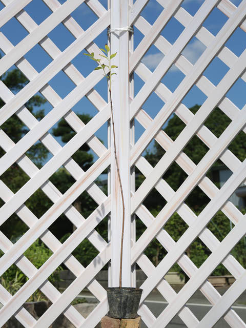 キハダ 0.5m 10.5cmポット 苗の詳細画像1