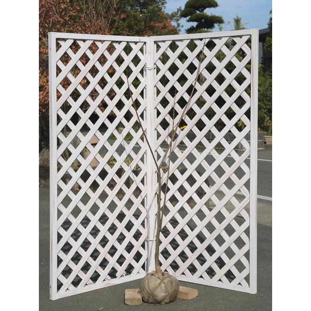 キハダ 1.5m 露地 2本 苗木(16192円)