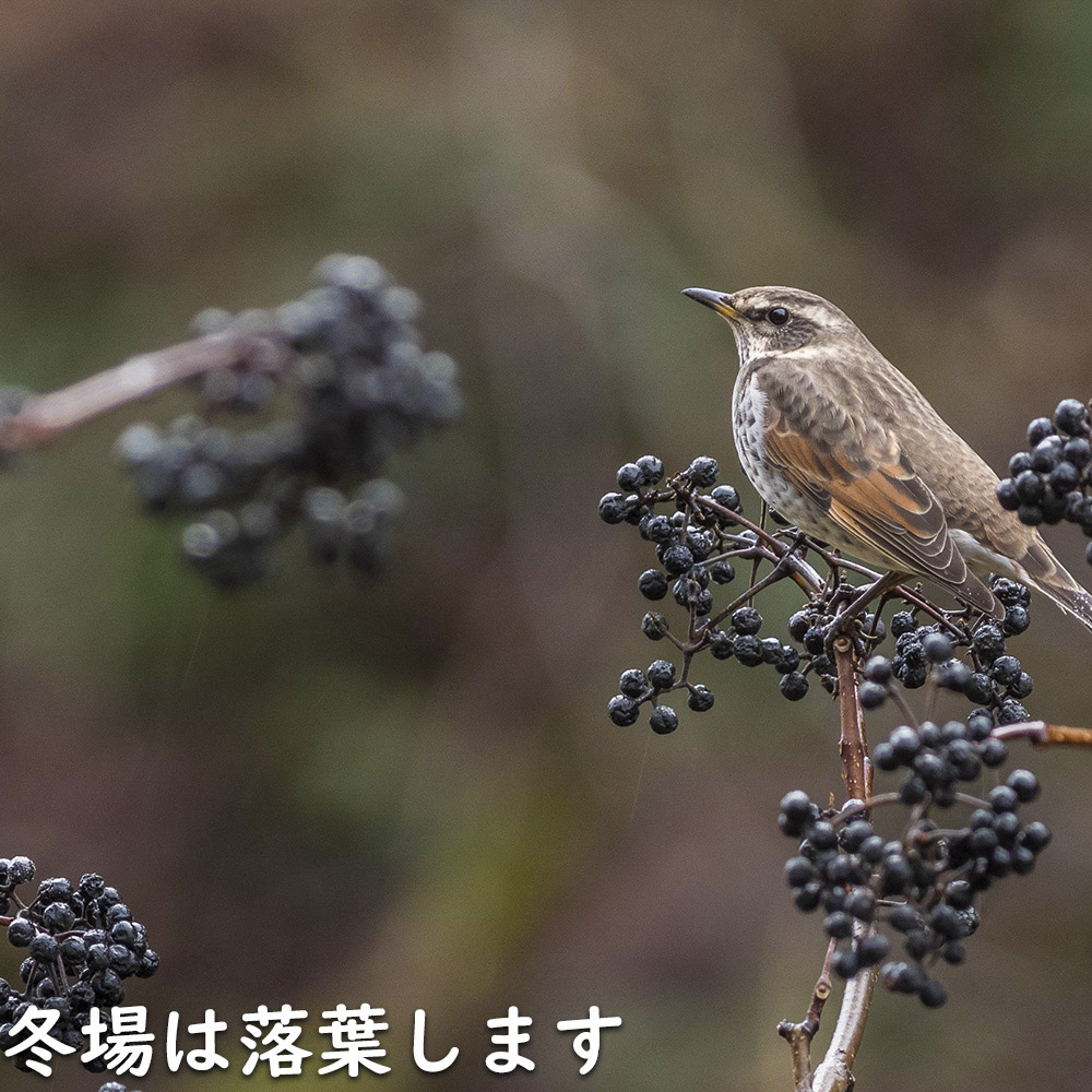 キハダ 1.5m 露地 2本 苗木 : 2054159 : トオヤマグリーン - 通販 - Yahoo!ショッピング