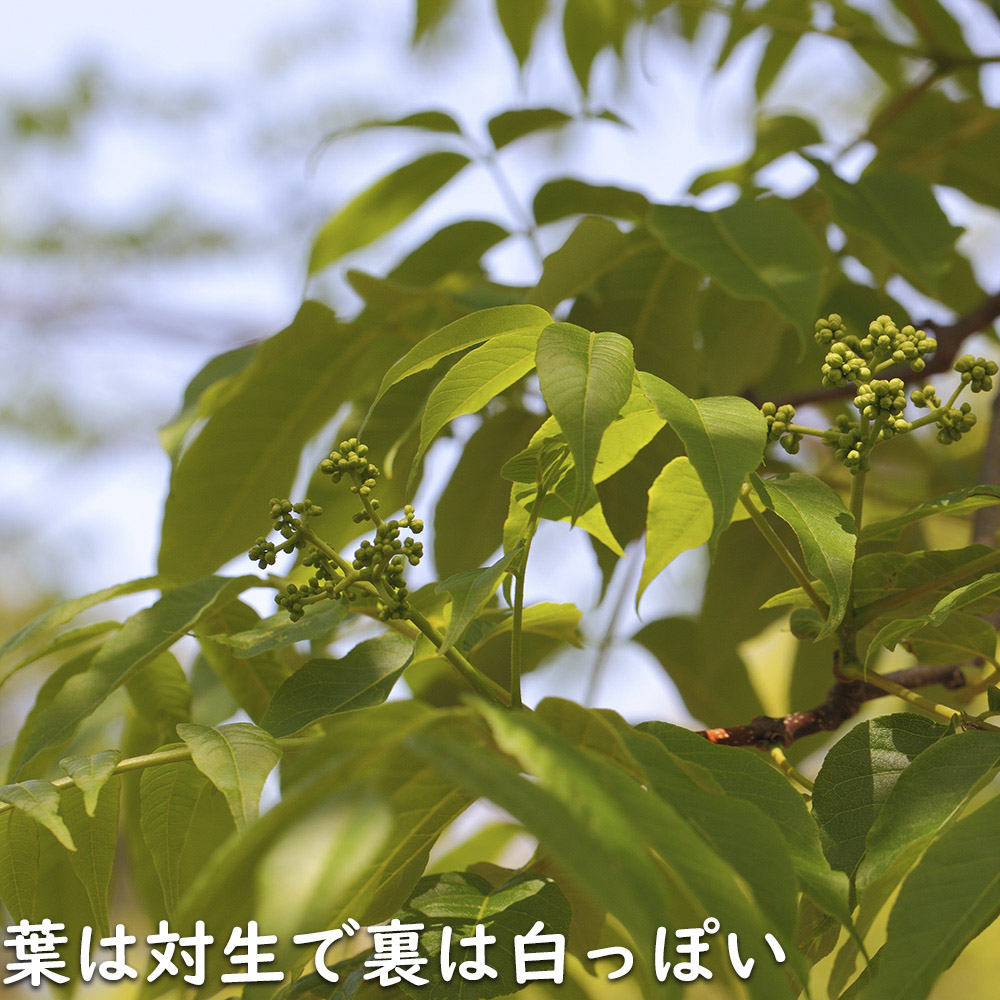 キハダ 1.5m 露地 2本 苗木 JS3284092617