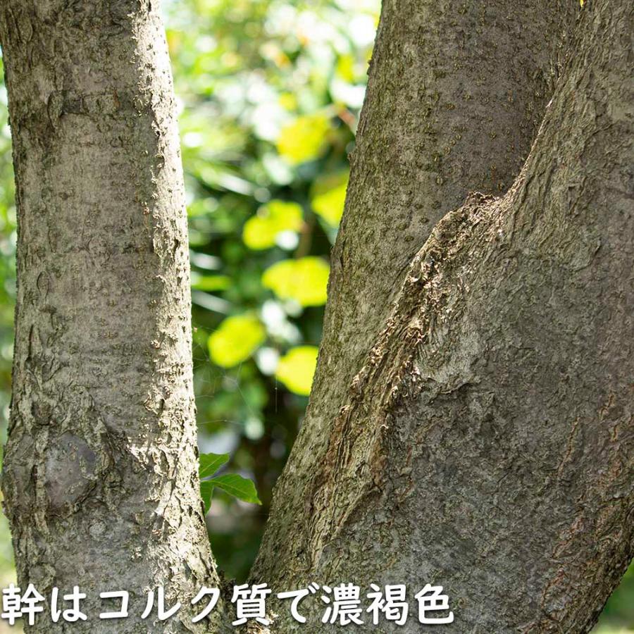 キハダ 1.5m 露地 2本 苗木 JS3284092617