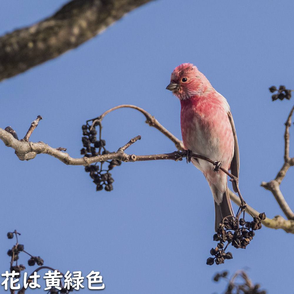 キハダ 2m 露地 苗木 : 205420 : トオヤマグリーン - 通販 - Yahoo!ショッピング