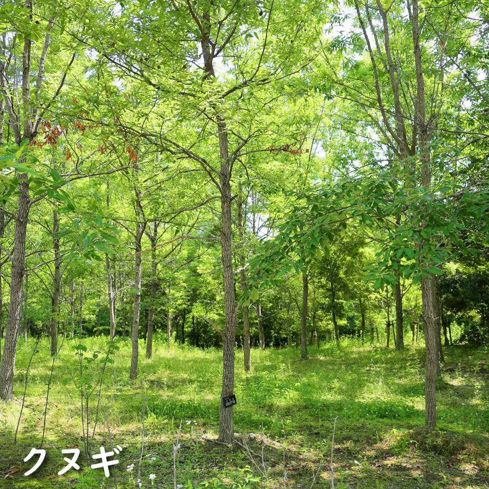 クヌギ 単木 1.2m 露地 2本 苗 クヌギ 商品情報 クヌギ 単木 1.2m 露地 2本 苗 クヌギ 商品情報