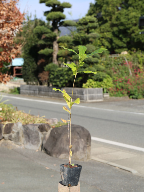 【有名人芸能人】 クヌギ　0.5m　10.5cmポット　苗 | lesireniphoto.hu