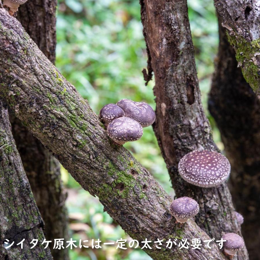 クヌギ 単木 1.2m 露地 2本 苗 クヌギ 商品情報 クヌギ 単木 1.2m 露地 2本 苗 クヌギ 商品情報