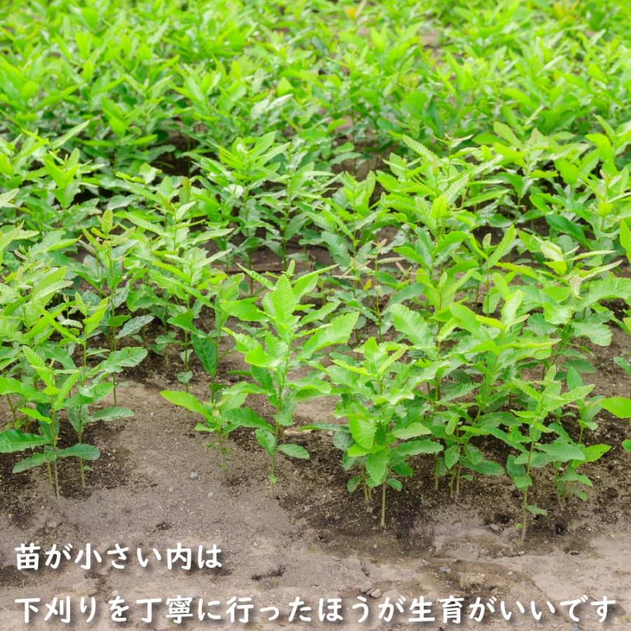 クヌギ 単木 1.2m 露地 2本 苗 クヌギ 商品情報 クヌギ 単木 1.2m 露地 2本 苗 クヌギ 商品情報