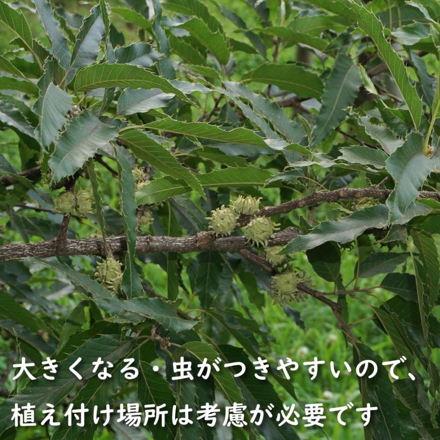 クヌギ 単木 1.2m 露地 2本 苗 クヌギ 商品情報 クヌギ 単木 1.2m 露地 2本 苗 クヌギ 商品情報