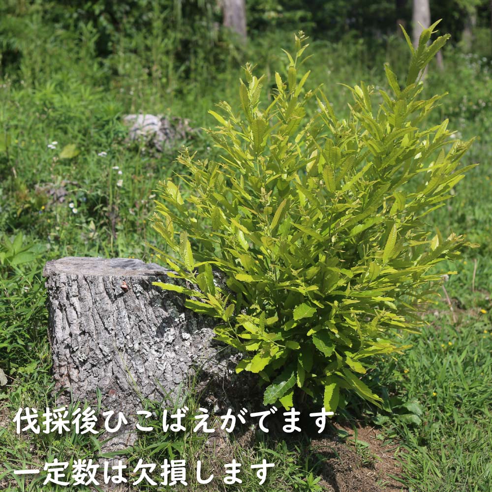 クヌギ 0.6m 15cmポット 苗 : 205506 : トオヤマグリーン - 通販