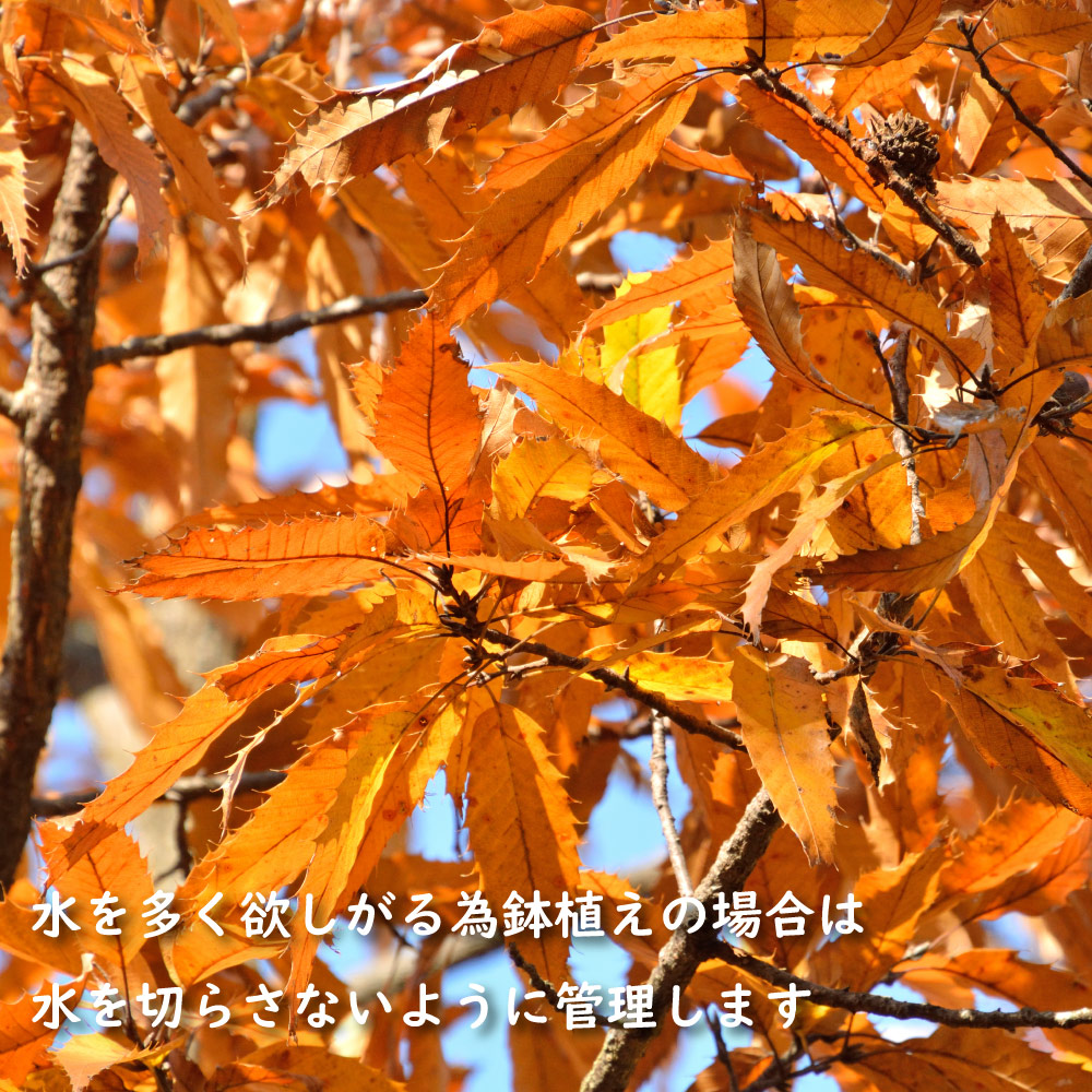 クヌギ 単木 1.2m 露地 2本 苗 クヌギ 商品情報 クヌギ 単木 1.2m 露地 2本 苗 クヌギ 商品情報