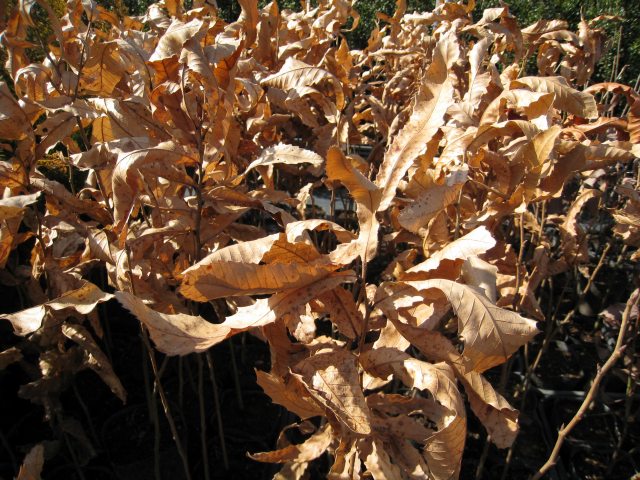 クヌギ 単木 1.2m 露地 2本 苗 クヌギ 商品情報 クヌギ 単木 1.2m 露地 2本 苗 クヌギ 商品情報