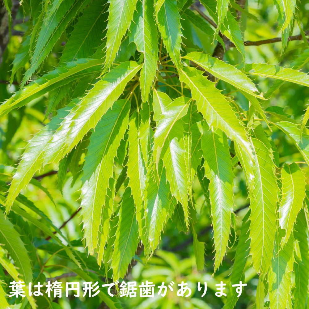 クヌギ 1m 10.5cmポット 苗 関連画像3