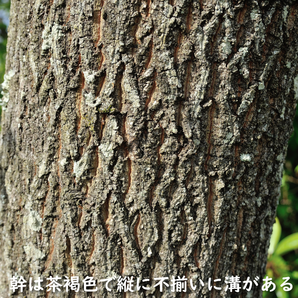 クヌギ 1m 10.5cmポット 苗 関連画像4