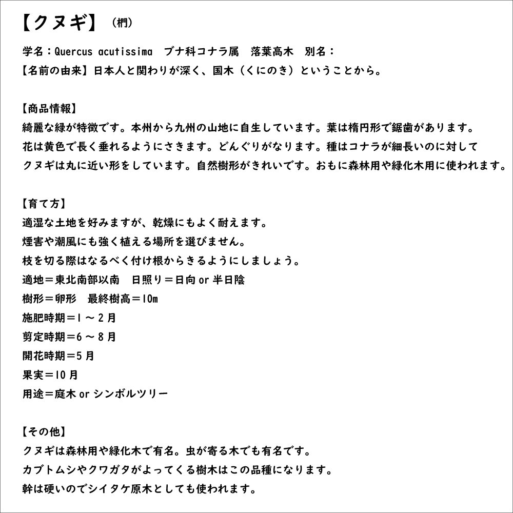 クヌギ 単木 1.2m 露地 2本 苗 クヌギ 商品情報 クヌギ 単木 1.2m 露地 2本 苗 クヌギ 商品情報