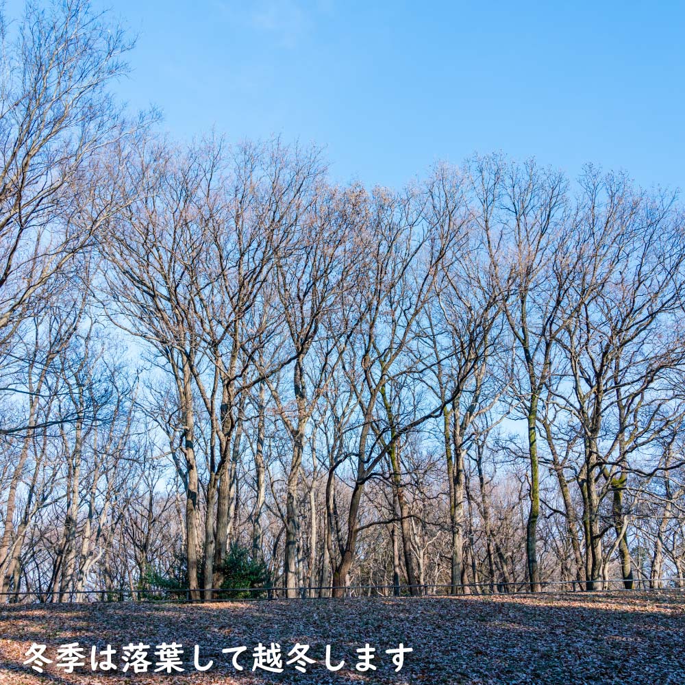 クヌギ 単木 1.2m 露地 2本 苗 クヌギ 商品情報 クヌギ 単木 1.2m 露地 2本 苗 クヌギ 商品情報