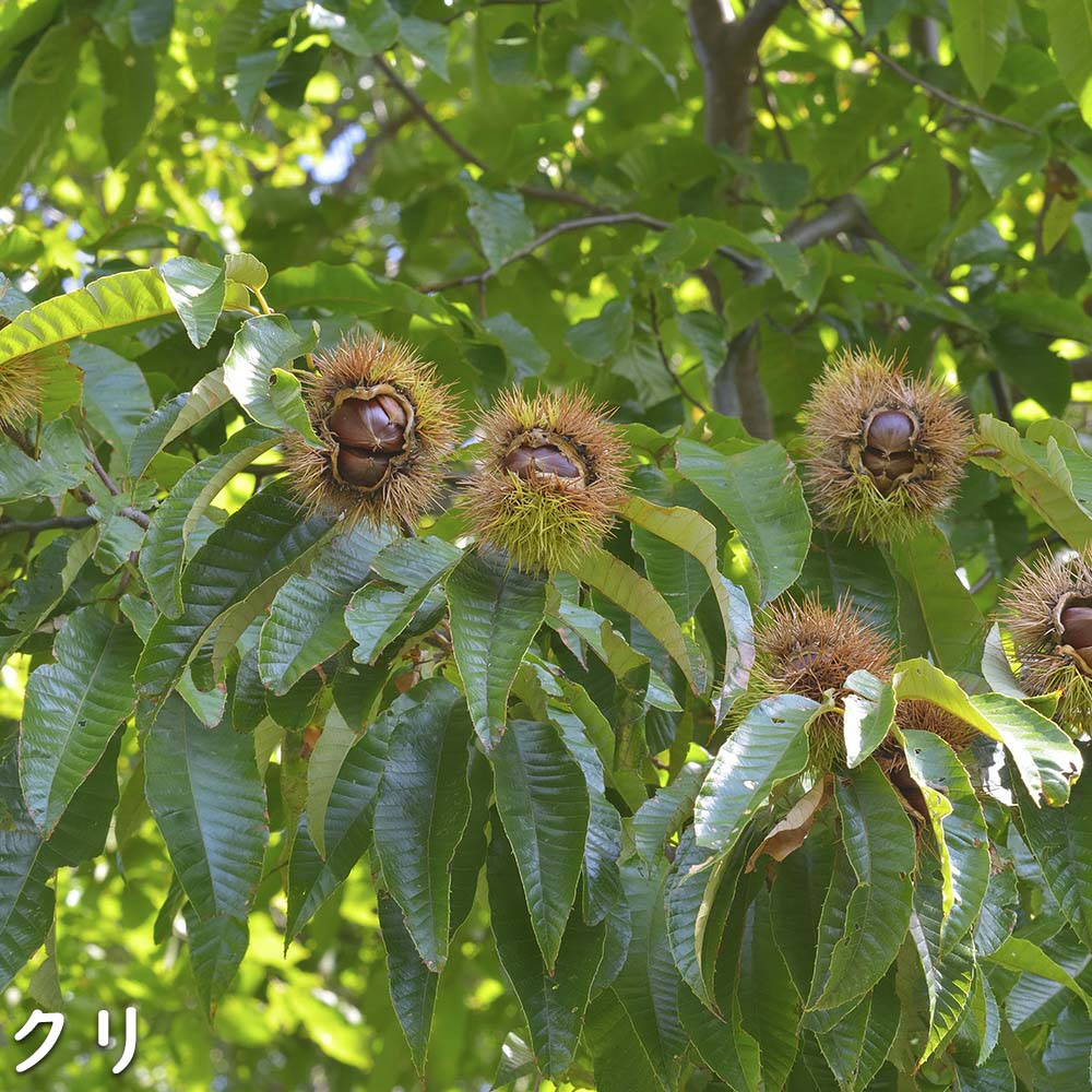 【公式】 クリ 2m 露地 2本 苗木 【3257853053】 (21318円)