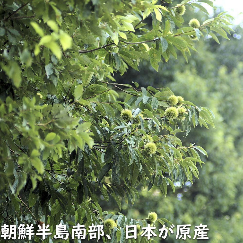 栗 苗木 2m（果樹の苗、苗木）の商品一覧｜苗木、植木 | 花 